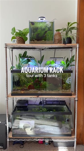 Amazing Aquarium Rack for Planted Tanks