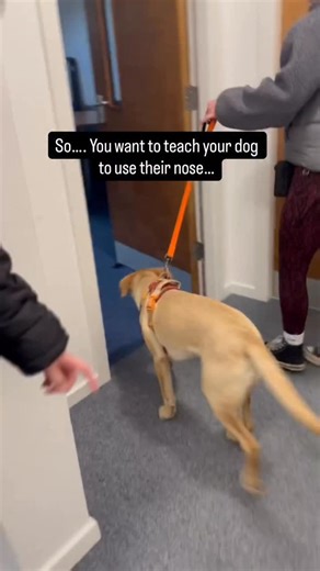 👃 Scent work classes 👃 Every dog uses their nose! But have you wanted to give more purpose to their sniffing? While also strengthening the relationship you have with your dog and doing something interesting and fun!? Join our classes starting in March! 🕰️ When: Saturday 21st March 12-1pm for 4 weeks 📍 Where: Skelmanthorpe Community Centre, 32A Elm Street, HD8 9BH 💰 Cost: £120 Join us at Lucky’s Paws for a 4-week Scent Work Course - where your dog gets to put their nose to work and their bra