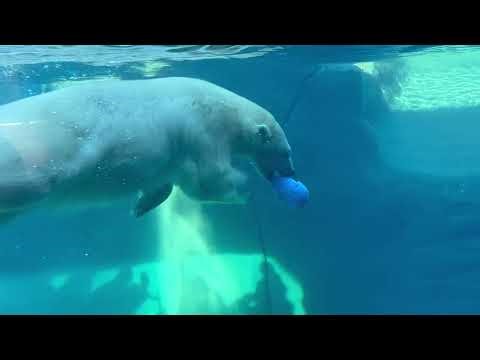 Polar Bear Kallik Plays In His New Home For The First Time