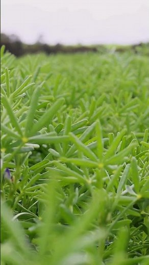 Lupins: From healthy soil to innovative ingredients...