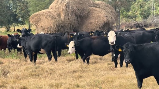 Wednesday October 8th during our regular video sale we will be selling this outstanding load of heavy bred heifers. 37 black or black white face, two red white face, and one Smoky Charolais. The Charolais can be cut off. The heifers are bred to low birth weight Yon Family Farms Angus bulls | Northeast Georgia Livestock