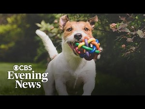 Celebrating amazing pups on National Dog Day