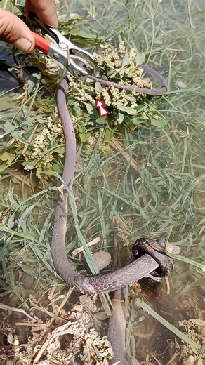 😂 When the rubber snake started walking! #snake #shorts