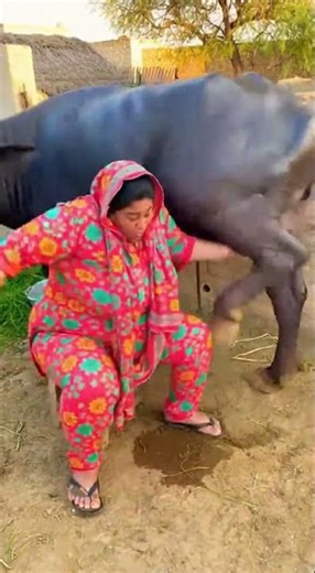 Mission Failed 🤣 #funnyshort #shortvideo #villagelife #funnyvideo