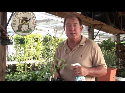 Natural Ways to Keep Bugs Off of Tomato Plants