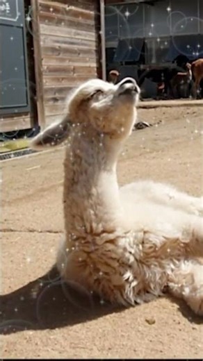 Sleepy Alpaca in the Sunshine 🦙