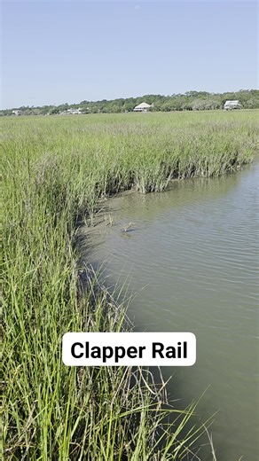 Clapper Rail feeding in the creek! #kayaking #ecotours #birding #birdvideos #saltmarsh #kayakfishing #SouthCarolina #myrtlebeach #pawleysisland #murrellsinlet #conwaysc | Black River Outdoors