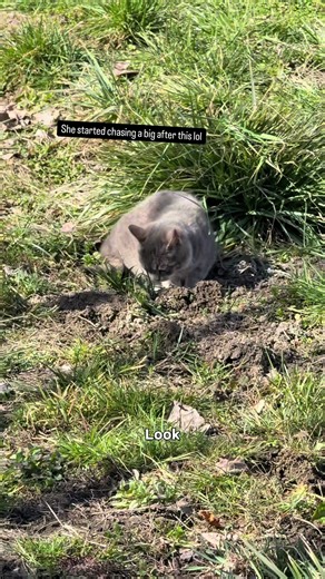 Back in America, this was yard work. In Romania, it feels like building a life. Trimming trees, planting seeds, and getting the homestead ready for spring one step at a time. 🌱🇷🇴 • • • • • #romaniaviral #homestead #fyp #viral #garden