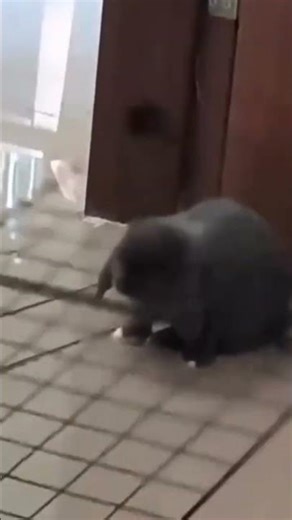 rabbit Ralsei #ribbit #deltarune #ralsei