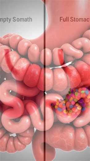 Why Does Your Stomach Growl When You’re Hungry?