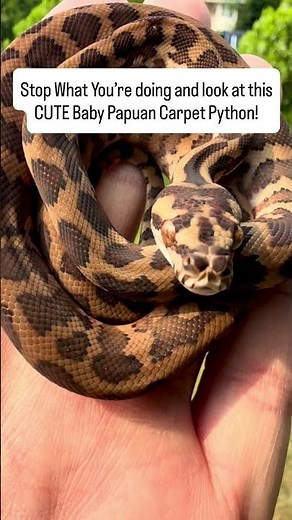 ADORABLE Baby Snake 🐍