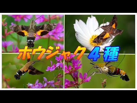 ホウジャク亜科４種 【ホシホウジャク・ヒメクロホウジャク・ホシヒメホウジャク・オオスカシバ】