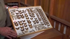 The butterfly collector with more than 4.2 million insects seeks a safe haven