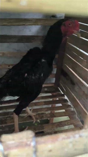 Jago bangkok #caramerawatayam #ayam #chicken #peternakan