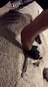 2.5K views · 127 reactions | De-shedding and kitty loves it! I totally need one of these! Video from Jan :) | Siamese-Cats | Facebook