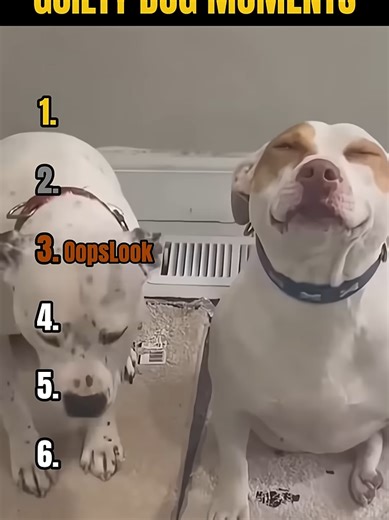 RANKING THE FUNNIEST GUILTY DOG MOMENTS! 🐶😂