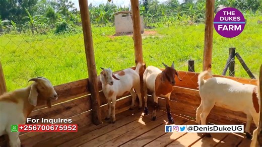 How To START a Profitable GOAT FARMING Business and Make MILLIONS - Complete Guide | Denis Duke Uganda