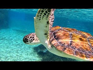 Three Awesome Things to do in Grand Cayman in ONE day | Cayman Islands Guide