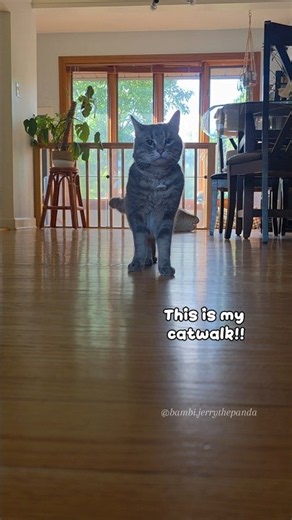 Bambi Thought It Was Her Catwalk...