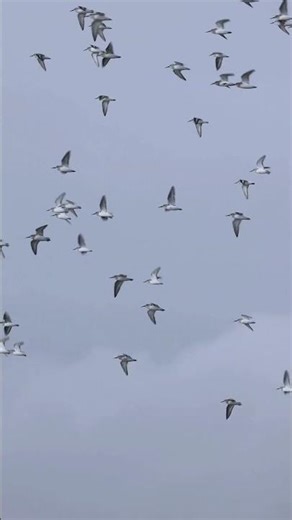 Dunlin murmuration Hayling Island, Hampshire