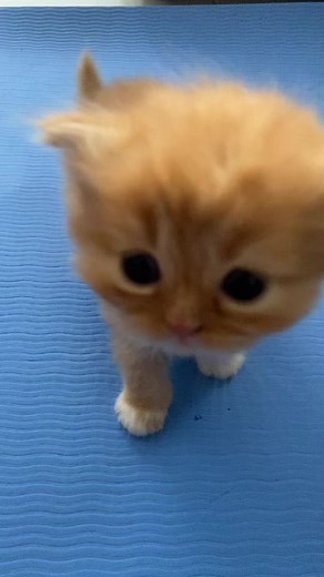 Playful Orange Kittens Captured in Adorable Video