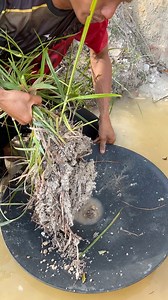 Hunting for gold roots in the mine excavations. #mencariemas #mendulangemas #goldprospecting #mininggold #findinggold #treasurehunt #goldnugget #goldpanning #treasure #tambangemas #lookingforgoldintheriver #lookingforgold #digginggold #goldprospectingvideo #goldmining #golddiscovery #goldhunter #goldhunting #mineríadeoro #mineraçãodeouro #pagmiminangginto | Arsenio Gold Hunting