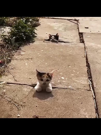 Cats Reacting to Surprising Stimuli