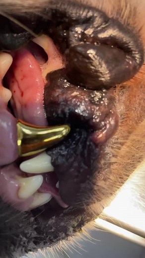 Dog Dental Care: Addressing Gums and Teeth Health