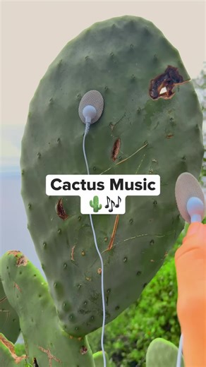 This cactus isn't staring at you. But it is making music thanks to our device. Yes, we translated the live biological signals within this cactus into sound in real time with our device. And you can, too! Comment to learn more! #cactus #cactusmusic #plants #sound #plantsounds