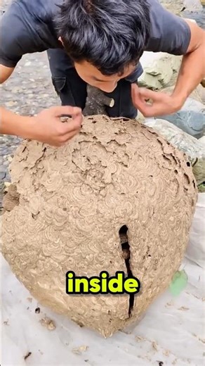 Why You Should Never Touch One Of These 🤯 #shorts #wasps