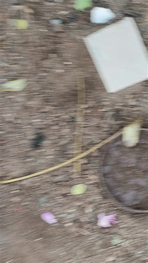 R'MOVES.1999 (@rhiareyes5)’s videos with original sound - R'MOVES.1999