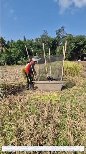 Rice Harvest: How Skilled Manual Work Transforms Golden Fields into Valuable Yields