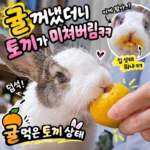 귤 줬을 때 토끼 상태 🐰웃긴 토끼 🐇 #cuteanimals #귀여운 #cute