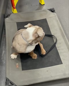 Broozer is just starting to get exposed to the world. He handled that Zamboni thing better than any puppy I’ve taken to Lowe’s. It almost touched him, and he damn sure didn’t panic. It is supposed to stress them out. The more they see the less fear they will have. Socialization isn’t about people holding your puppy. It’s exposure to the world outside your living room. #waggthedogtrainer #englishbulldog | Wagg The Dog Trainer