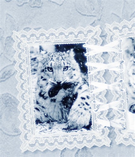 Fascinating Lace Patterns in Snow Leopards