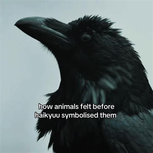 How Animals Represented Haikyuu Characters' Feelings