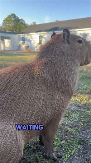 What Do Capybaras Feel Like?
