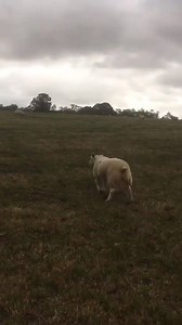 If you ever see a sheep on its back, it is likely to be stuck - like this one 🐑 Just grab it and roll it onto its feet and you’ll save its life 🙌 Share and raise awareness! 📹 Headys Farm | FarmingUK