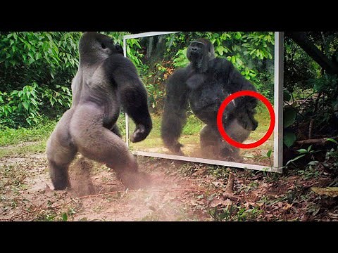 Look What Happens When Animals See Themselves in the Mirror...