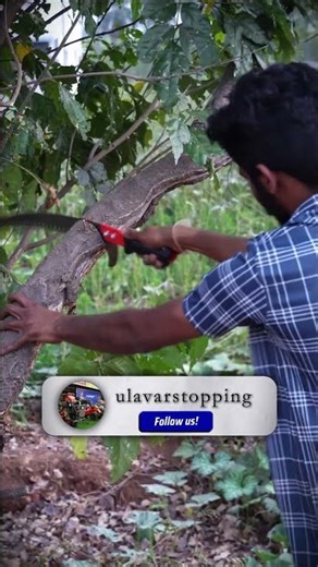 Hand Saw for Cutting | GOUNDER & CO AGRO