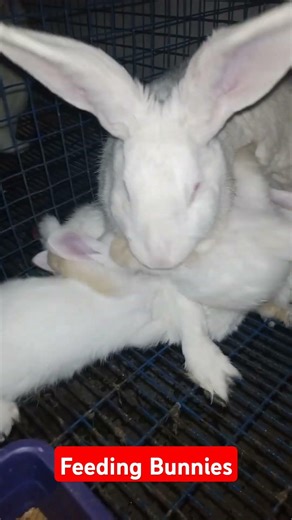 Rabbit Mother Feeding Baby Bunnies 🐰 | Cute Bunny Feeding Time | Real Life