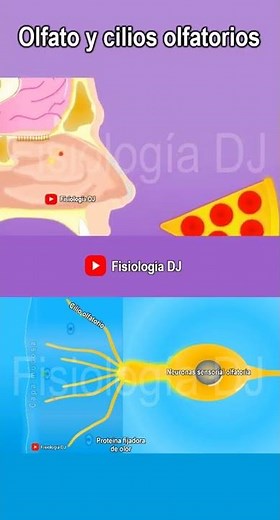 Sentido del olfato | Sistema olfatorio | Olfato y cilios olfatorios