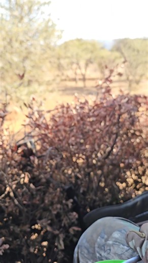10K views · 86 reactions | While sitting in the treestand, this Eland cow made her way in. Now we just cross our fingers in hopes of a big bull that follows. #BowHunting #TreeStandHunting #Eland #Archery #Bushveld | Tom Miranda Hunting Safaris | Facebook