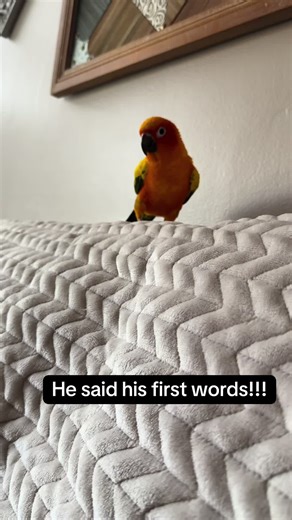 Talking Conure Says His First Words!