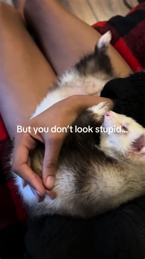 Understanding Ferret Behavior and Ownership