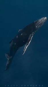 282K views · 6.3K reactions | Mind Blowing Facts About Animals 輦 | Amazing Facts In Hindi #reelsfb #animalfacts #animals #facts #amazingfacts | Facts Corridor | Facebook