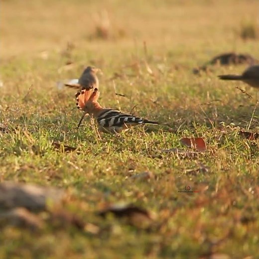 Eurasian Hoopoe, Tickell’s Blue Flycatcher & Blue-tailed Bee-eater | Birds of India