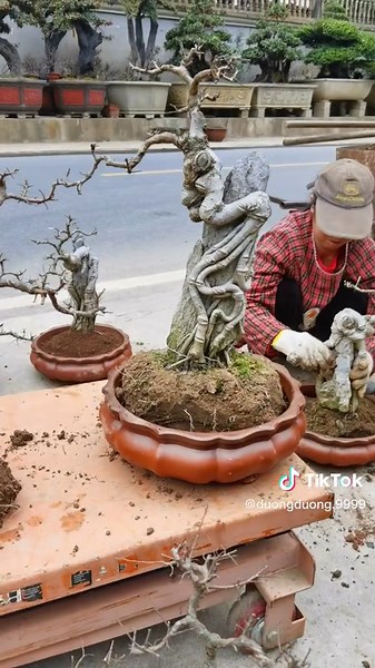 Repotting a Bonsai Tree: Step-by-Step Guide