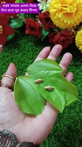 228K views · 1.6K reactions | বরই পাতায় এলাচ। #foryou #popular #tips #tricks #hack #viral | Saida's World | Facebook