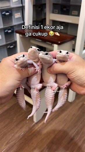 Gimanaa Rasanya Disenyumin Sekelompok Gecko Gendut?